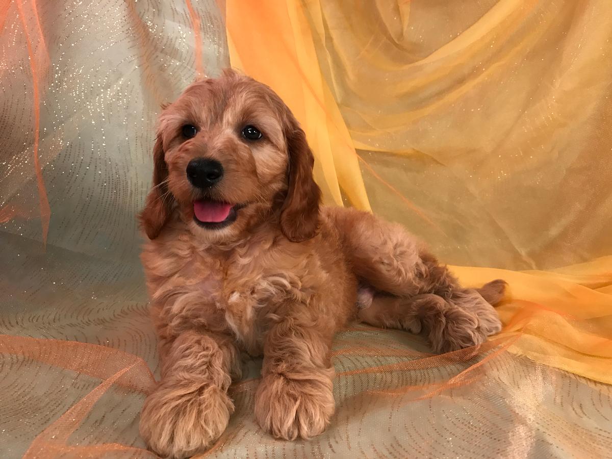 Mini Goldendoodle Puppy for Sale.  Professional Breeders Located in North Iowa.
